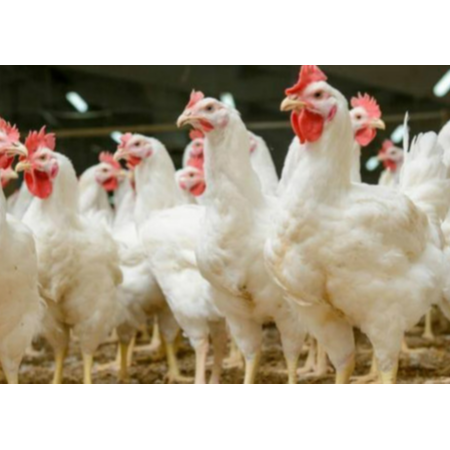 用實(shí)證說(shuō)話，速壯丁在白羽肉雞的應(yīng)用效果！